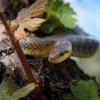 Uzovka stromova - Zamenis longissimus - Aesculapian Snake o0357